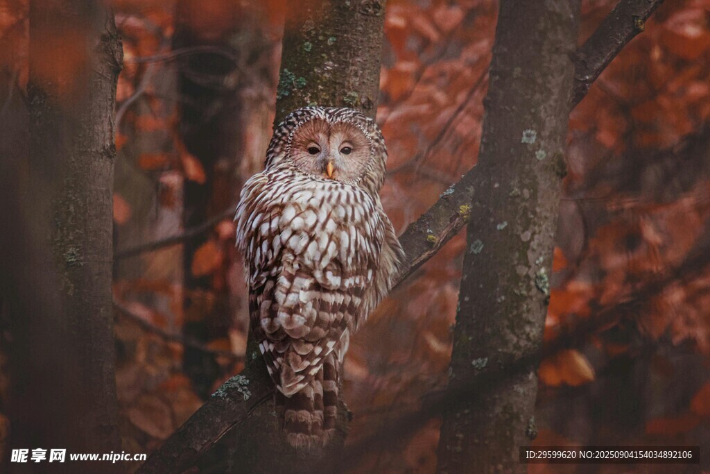 包含林中鸟类观察比赛精彩纷呈,自然风景美妙的词条 包含林中鸟类观察比赛精彩纷呈,自然风景美妙的词条